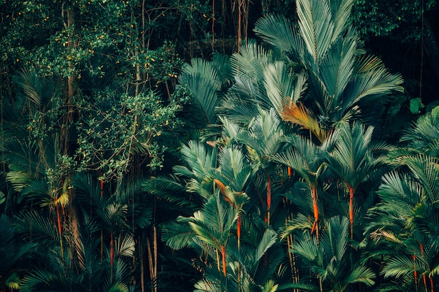 lush trees in a forest