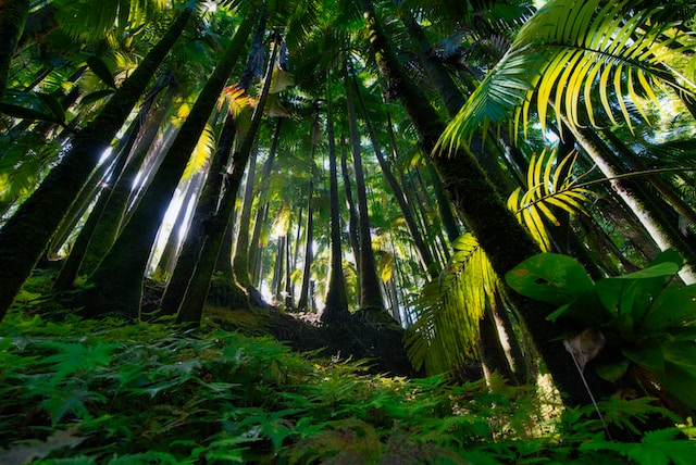 trees in forest during the day